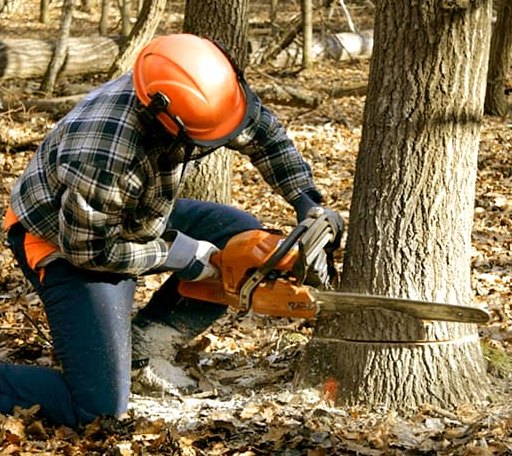 Tree Removal in Livingston, TX